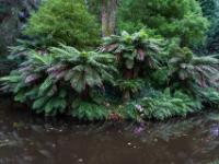 Dichter Farn und Farnbaum Bewuchs am Ufer des Teiches - Furnas - São Miguel